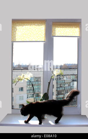 Chat noir marche sur la fenêtre-sill avec de belles orchid Banque D'Images