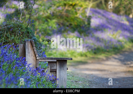 Un banc en bois en vue de côté, entouré de jacinthes et à côté d'un chemin. Banque D'Images