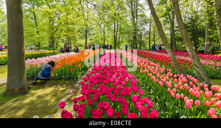 KEUKENHOF MULTICOLORE RANGÉES DE TULIPES HOLLANDAISES AVEC DES ARBRES Au printemps, HOLLAND Banque D'Images
