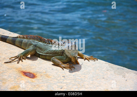 Au bord de l'iguane vert Banque D'Images