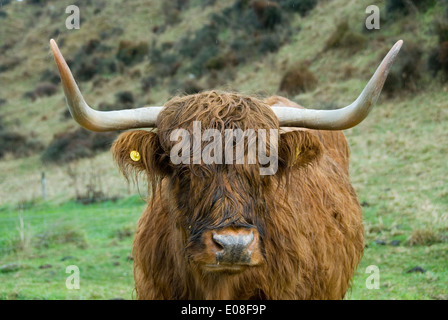 Highland cattle, Marlborough, île du Sud, Nouvelle-Zélande Banque D'Images