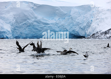 Troupeau de pétrels géants en face de glacier en port lockroy Antarctique Banque D'Images