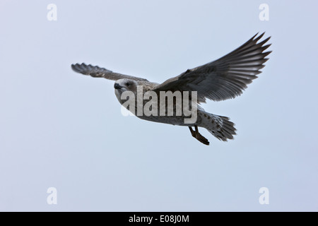 Phase pâle south polar skua Catharacta maccormicki en vol l'Antarctique Banque D'Images