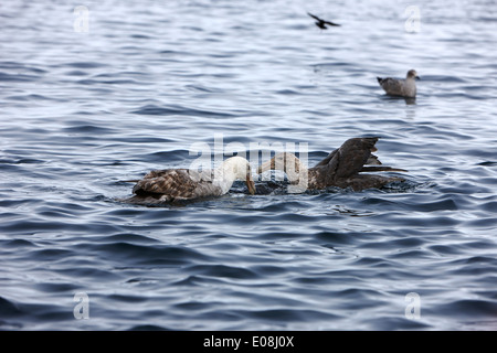 Deux des pétrels géants dans l'Antarctique d'alimentation port lockroy Banque D'Images