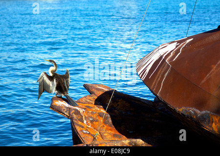 Drys Cormorant des ailes dans Woolloomooloo Bay, Sidney. Banque D'Images