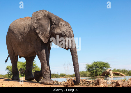 Veau de l'eléphant d'Afrique (Loxodonta africana) à Waterhole, Pilanesberg, Afrique du Sud, février 2014 Banque D'Images