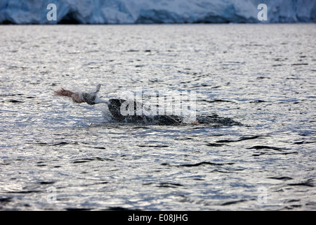 Le phoque léopard tuant un pingouin en se balançant violemment et en frottant sur la surface de l'eau dans le port lockroy Antarctique Banque D'Images