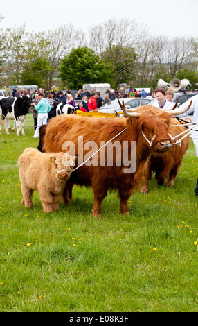 Une vache et son veau highland étant jugé à Nefyn Sioe county show concours pour Cow & Calf Banque D'Images