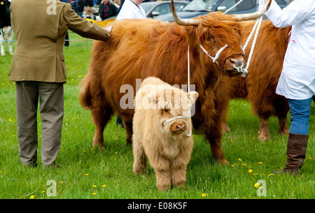 Une vache et son veau highland étant jugé à Nefyn Sioe county show concours pour Cow & Calf Banque D'Images