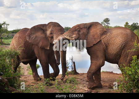 Les éléphants d'Afrique (Loxodonta africana), interagissant à l'eau, réserve Madikwe, Province du Nord-Ouest, Afrique du Sud, février 2014 Banque D'Images