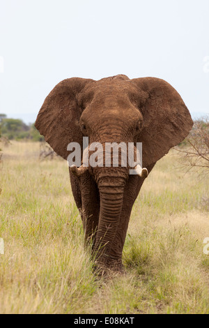 Bull elephant (Loxodonta africana), réserve Madikwe, Province du Nord-Ouest, Afrique du Sud, février 2014 Banque D'Images