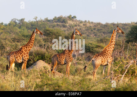 Les Girafes (Giraffa camelopardalis) Madikwe Game Reserve, Province du Nord-Ouest, Afrique du Sud, février 2014 Banque D'Images