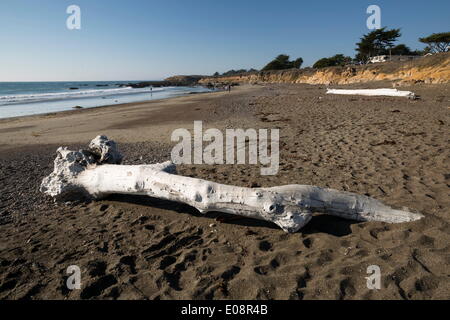 Le Driftwood beach, Moonstone Beach Park, Cambria, San Luis Obispo County, Californie, États-Unis d'Amérique, Amérique du Nord Banque D'Images