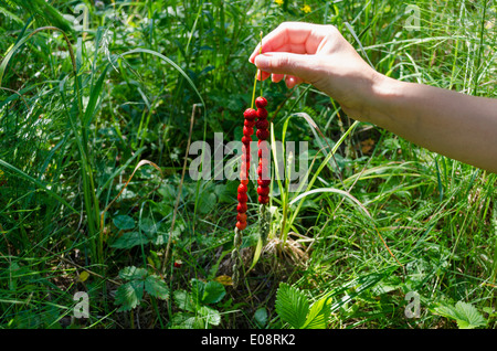 La main féminine de fraises fraîches filetées sur bent sur la nature de fond vert Banque D'Images