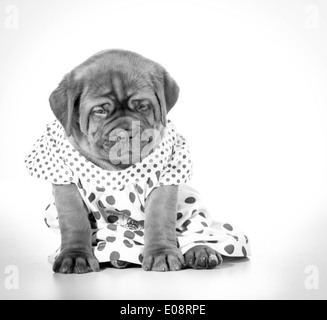 Chiot femelle - Dogue de Bordeaux porte une robe - 4 semaines Banque D'Images