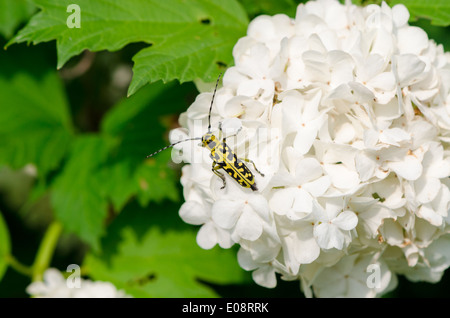 Sur une boule de rampe sous le vent de l'inflorescence blanc magnifique petit scarabée coléoptère noir et jaune avec longues moustaches Banque D'Images