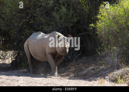 Les rhinocéros noirs du désert-adapté, 'bull', Bernd (Diceros bicornis), région de Kunene, Namibie, Mai 2013 Banque D'Images