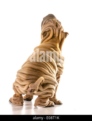 Chinese Shar Pei assis jusqu'à isolé sur fond blanc Banque D'Images