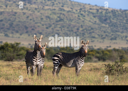 Zèbre de montagne du cap (Equus zebra zebra) Mountain Zebra National Park, Eastern Cape, Afrique du Sud, février 2014 Banque D'Images