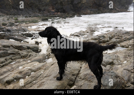 COCKER NOIRE ON ROCKY BEACH Banque D'Images