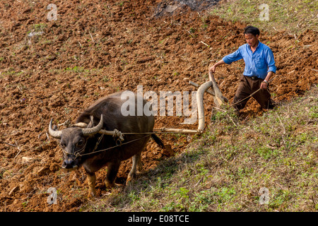 Un homme labourant un champ, Bac Ha, province de Lao Cai, Vietnam Banque D'Images