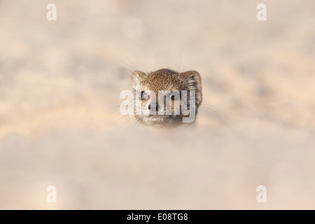 (Cynictis penicillata mangouste jaune) Young, Kgalagadi Transfrontier Park, Afrique du Sud, février 2014 Banque D'Images