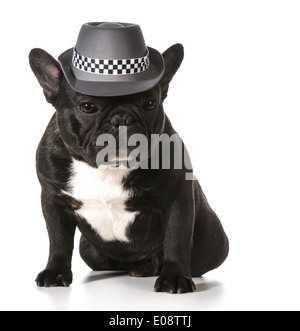 Mignon bouledogue français portant fedora Banque D'Images