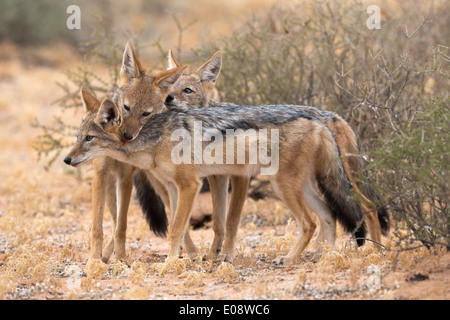 Blackbacked chacals (Canis mesomelas), Kgalagadi Transfrontier Park, Afrique du Sud, janvier 2014 Banque D'Images