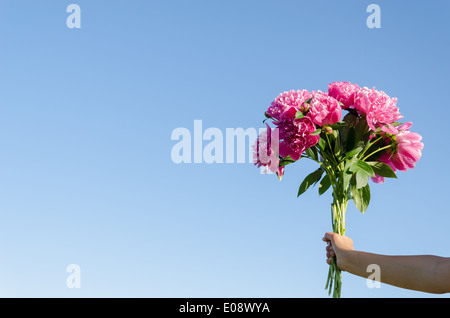 Gros bouquet de pivoines rose femme main sur un fond de ciel bleu Banque D'Images