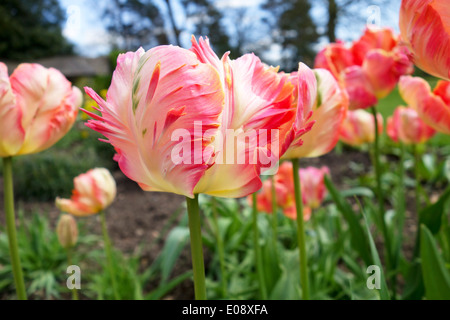 Gros plan de Tulipa Apricot Parrot tourné sous un angle bas dans une frontière de jardin de printemps, Angleterre, Royaume-Uni Banque D'Images