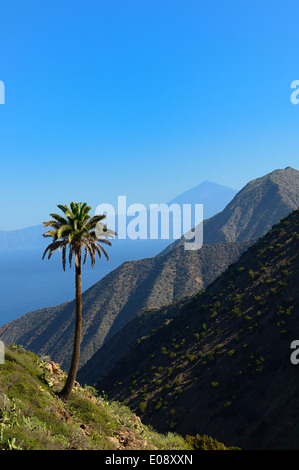 Un palmier solitaire avec le Mont Teide et Tenerife vue depuis le sentier de Vallehermoso, partie intégrante de la Nature. La Gomera. Banque D'Images
