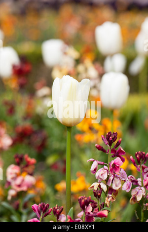 L'accent est mis sur une tulipe blanche dans un ressort multicolore frontière avec les jardins au Royaume-Uni Banque D'Images