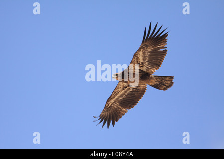 Aigle à tête juvénile Banque D'Images