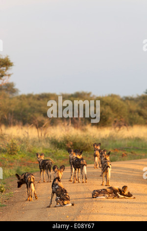 Chien sauvage d'Afrique (Lycaon pictus), Madikwe game reserve, province du Nord-Ouest, Afrique du Sud, février 2014 Banque D'Images