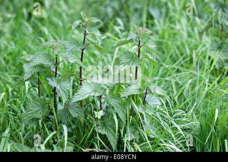 Close up d'orties poussant dans l'herbe Banque D'Images
