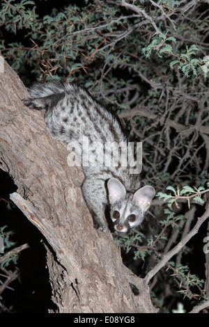 Petit aperçu (Genetta genetta) genet, Kgalagadi Transfrontier Park, Afrique du Sud, janvier 2014 Banque D'Images