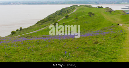 Brean Down jacinthes des bois au printemps Somerset près de Weston-super-mare et Burnham-on-sea Banque D'Images