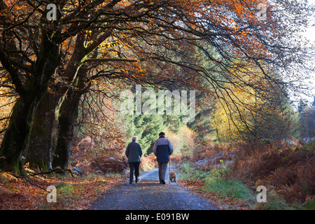 Couple de personnes âgées et chien en promenade en automne, Sidwood Forêt, Parc National de Northumberland, UK, Novembre 2013