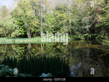 Bois et un petit lac avec des réflexions d'Iris les feuilles des plantes dans l'eau près de Shipton Under Wychwood Oxfordshire England UK Banque D'Images