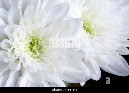 Close up blanc sur noir fleurs chrysanthème Banque D'Images