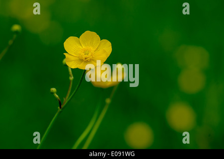 Taraxacum officinale - Dandelion seed head,Löwenzahn,Pusteblume,,Blume, fleurs, Banque D'Images
