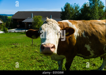 Vaches laitières sur l'alpage, photo symbolique fue la production de lait et l'agriculture écologique, Milchkuehe auf der Sommerweide, Banque D'Images