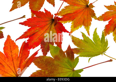 Les messagers de la couleur de l'automne. Feuilles sur fond blanc, Die bunten Boten des Herbstes. Hintergru auf weissem Blaetter Banque D'Images