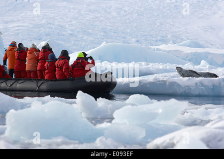 Expédition antarctique zodiac approche leopard seal sur la glace de mer antarctique cierva cove Banque D'Images