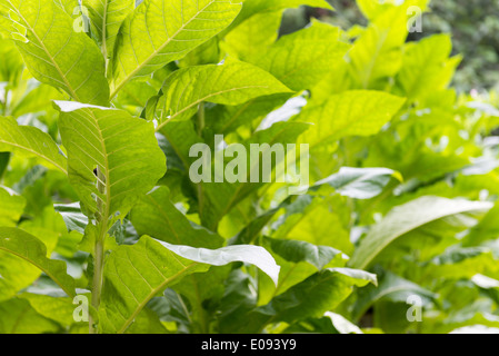 Les plantes de tabac vert frais avec de grosses feuilles dans une ferme Banque D'Images