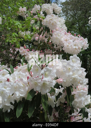 Rhododendron Banque D'Images