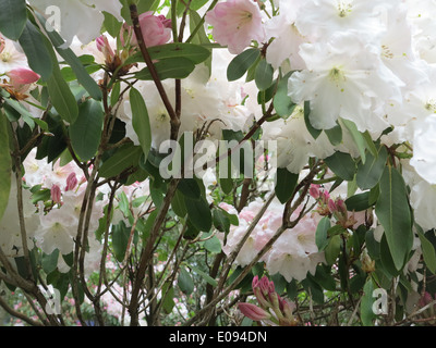 Rhododendron Banque D'Images