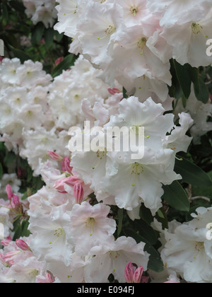 Rhododendron Banque D'Images