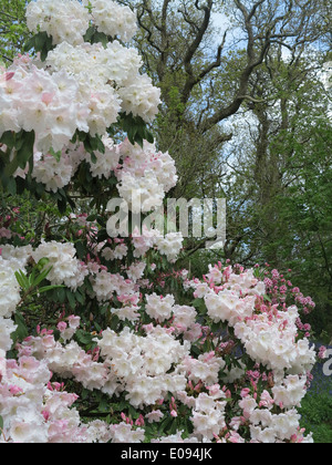 Rhododendron Banque D'Images