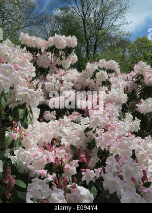 Rhododendron Banque D'Images